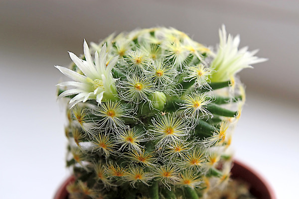 포토 JPG 해외이미지 식물 꽃 자연 선인장 사람없음 초록색 어둠 오브젝트 해외202004 해외포토 컬러 생태계 파일형식 이미지허브