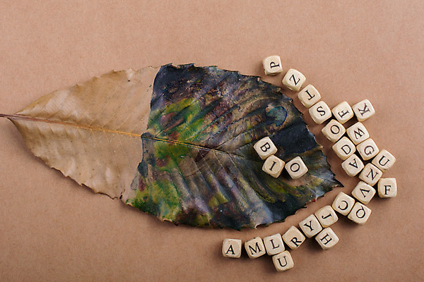 포토 JPG 해외이미지 식물 알파벳 계절 교육 꽃잎 꽃 잎 꽃무늬 학교 자연 사랑 타이포그라피 사람없음 초록색 단어 정원 봄 유치원 메시지 편지 질감 개발 초보 해외202004 해외포토 문자 영어 감정 컬러 무늬 생태계 파일형식 이미지허브