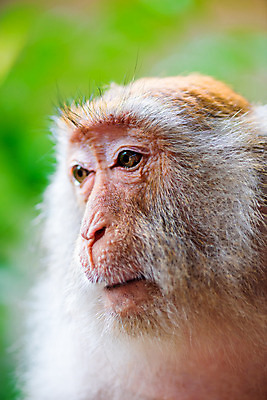 포토 JPG 해외이미지 나무 동물 아시아 얼굴 야생동물 벽 포유류 자연 휴식 털 요리사모자 앉기 동양인 사람없음 야외 초록색 울타리 반려동물 갈색 원숭이 해충 숲 모피 꼬리 유인원 내추럴 동물상 옛날 철책 혼자 해외202004 해외포토 식물 모자_잡화 나라 컬러 컨셉 모션 인종 신체부위 담장 조형물 요리사 벌레 생태계 파일형식 이미지허브