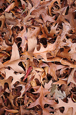 포토 JPG 해외이미지 백그라운드 잎 사람없음 갈색 가을 해외202004 해외포토 식물 계절 컬러 파일형식 이미지허브