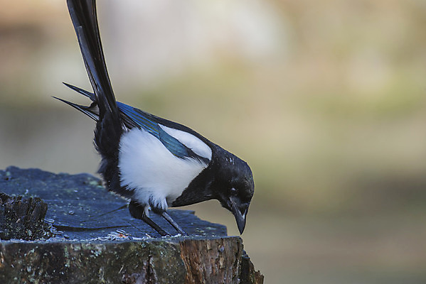 포토 JPG 해외이미지 동물 야생동물 자연 조류 흑백 노르웨이 서기 사람없음 검은색 가을 흰색 깃털 꼬리 부리 동물상 지능 해외202004 해외포토 계절 유럽 컬러 모션 촬영기법 조형물 생태계 파일형식 이미지허브