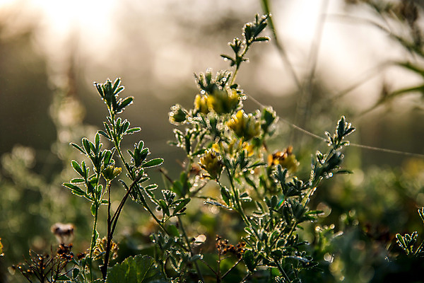 포토 JPG 해외이미지 식물 계절 꽃잎 꽃 줄기 백그라운드 꽃무늬 밭 자연 옥수수 풍경 잔디 사람없음 야외 초록색 여름 컬러풀 노란색 환경 정원 맑음 봄 성장 벚꽃 시골 신선 개화 땅 시리얼 장면 꽃가루 내추럴 해외202004 해외포토 음식 컬러 무늬 농업 날씨 곡류 가루 생태계 파일형식 이미지허브