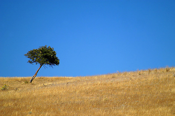 포토 JPG 해외이미지 나무 밭 하늘 풍경 사람없음 야외 잡초 황금 언덕 워싱턴 해외202004 해외포토 식물 농업 미국 파일형식 이미지허브