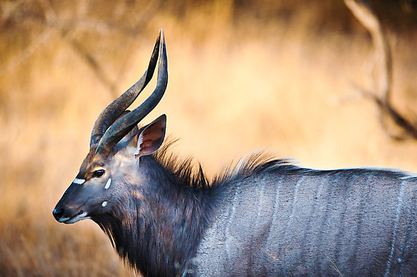 포토 JPG 해외이미지 동물 1 응시 공원 남자 야생동물 여행 포즈 포유류 아프리카 자연 초식동물 사슴 털 뿔 사람없음 야외 갈색 머리 달러 검은색 줄무늬 게임 흰색 황무지 닫기 사파리 싱글 황소 날카로움 영양 남쪽 가젤 램 전국 해외202004 해외포토 시선 공공시설 나라 컬러 돈 무늬 모션 놀이 사람 신체부위 소 방향 생태계 파일형식 이미지허브
