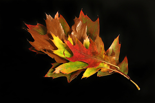 포토 JPG 해외이미지 계절 공원 단풍 잎 자연 사람없음 빨간색 컬러풀 가을 강렬 해외202004 해외포토 식물 공공시설 컬러 생태계 파일형식 이미지허브