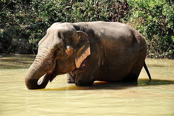 포토 JPG 해외이미지 나무 동물 공원 아시아 야생동물 음식 여행 포유류 가족 태국 자연 놀이 하늘 코끼리 사람 동양인 사람없음 초록색 물 파란색 강 수영 기쁨 회색 젖음 행운 떨어짐 씻기 숲 큼 인도인 먹기 심볼 날카로움 쇼 내추럴 전국 타격 해외202004 해외포토 자연요소 외국인 식물 공공시설 감정 나라 컬러 컨셉 관계 모션 인종 청결 수상스포츠 크기 생태계 파일형식 이미지허브