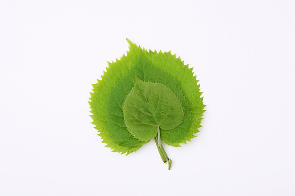 포토 JPG 해외이미지 나무 식물 디자인 계절 백그라운드 잎 자연 추상 건강 사람없음 야외 초록색 물 여름 빛 환경 정원 봄 성장 흰색 나뭇가지 신선 숲 이슬 묘사 에코 유기농 질감 정맥 내추럴 고립 생태학 해외202004 해외포토 자연요소 웰빙 교육 컬러 무늬 생태계 혈관 파일형식 이미지허브