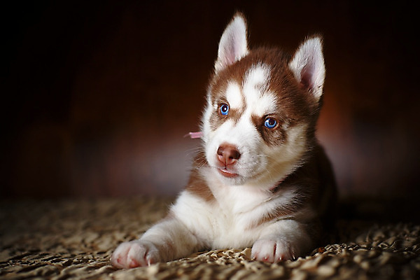 포토 JPG 해외이미지 동물 새끼 털 사람없음 파란색 검은색 흰색 아기 개 강아지 작음 송곳니 기르기 시베리아 유래 해외202004 해외포토 컬러 포유류 사람 반려동물 치아 크기 돌봄 파일형식 이미지허브