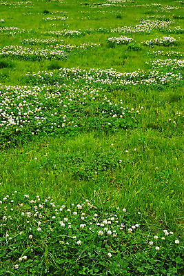 포토 JPG 해외이미지 식물 계절 백그라운드 잎 밭 농업 자연 풍경 잔디 사람없음 야외 초록색 여름 컬러풀 소풍 우주 환경 봄 활발 성장 시골 신선 개화 행운 클로버 땅 유기농 질감 내추럴 처음 해외202004 해외포토 웰빙 꽃 산업 컬러 컨셉 야외활동 생태계 파일형식 이미지허브