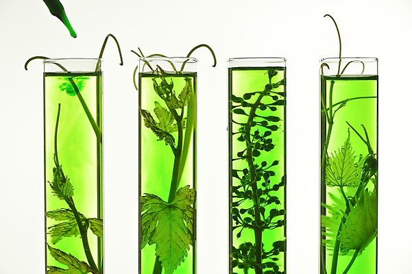 포토 JPG 해외이미지 식물 음식 농업 미래 실내 사람없음 세로 초록색 프랑스 성장 투명 닫기 다발 시험관 생물학 포도밭 일렬 포도나무 발견 진행 해외202004 해외포토 교육 유럽 산업 컬러 컨셉 밭 모션 실험기구 내부 과일나무 파일형식 이미지허브