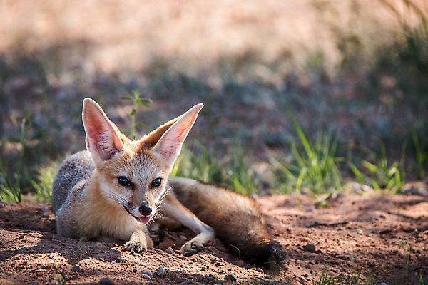 포토 JPG 해외이미지 동물 야생동물 여행 포유류 아프리카 자연 건조 국립공원 사람없음 야외 사막 황무지 보호 망토 사파리 귀 여우 육식동물 남쪽 내추럴 남아프리카 동물상 보츠와나 생태학 칼라하리 해외202004 해외포토 공원 교육 나라 컨셉 신체부위 조형물 방향 생태계 파일형식 이미지허브