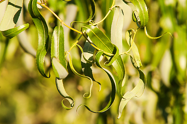 포토 JPG 해외이미지 모양 나무 식물 계절 공원 백그라운드 단풍 잎 패턴 오렌지 자연 벽지 추상 건조 사람없음 초록색 컬러풀 갈색 노란색 정원 보라색 활발 덮개 가을 변화 황금 숲 9월 11월 땅 질감 정사각형 심플 10월 내추럴 단절 땅바닥 엘리먼트 해외202004 해외포토 도형 공공시설 컬러 컨셉 무늬 과일 바닥 뚜껑 날짜 생태계 파일형식 이미지허브