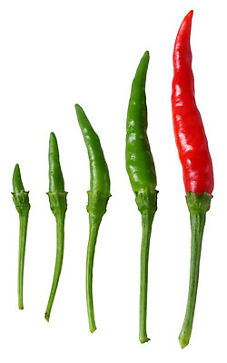 포토 JPG 해외이미지 식물 꽃 어린이 음식 백그라운드 컨셉 농업 채소 비즈니스 자연 성공 새로움 서기 들기 성인 사람없음 빨간색 초록색 컬러풀 우주 활발 성장 흰색 아기 닫기 계획 작음 허브 시작 원예 날것 후추 내추럴 영 종료 진행 혁명 개발 고립 모종 숙성 옛날 처음 세련 해외202004 해외포토 산업 컬러 모션 사람 취미 숫자 크기 향신료 생태계 파일형식 이미지허브