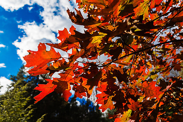 포토 JPG 해외이미지 나무 식물 계절 백그라운드 잎 오렌지 자연 하늘 사람없음 야외 빨간색 파란색 컬러풀 태양 노란색 맑음 가을 10월 내추럴 해외202004 해외포토 자연요소 컬러 과일 날씨 날짜 생태계 파일형식 이미지허브