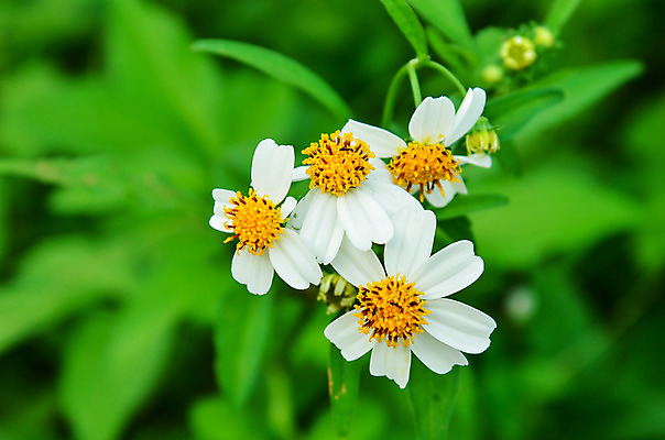 포토 JPG 해외이미지 식물 공원 꽃잎 꽃 백그라운드 자연 새로움 사람없음 야외 초록색 노란색 정원 맑음 봄 벚꽃 흰색 개화 소프트포커스 유기농 보케 해외202004 해외포토 웰빙 계절 공공시설 컬러 컨셉 날씨 촬영기법 생태계 파일형식 이미지허브