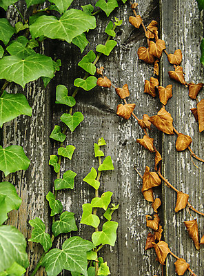 포토 JPG 해외이미지 식물 외관 선 백그라운드 잎 패턴 표면 추상 건조 사람없음 목재 장식 초록색 갈색 어둠 거친 자르기 질감 아이비 잡동사니 내추럴 옛날 노화 해외202004 해외포토 나무 컬러 컨셉 무늬 재료 모션 파일형식 이미지허브