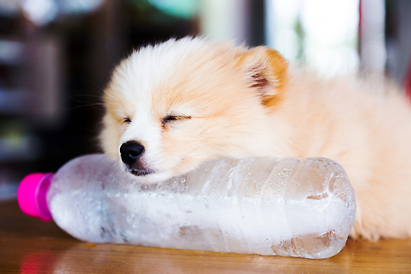 포토 JPG 해외이미지 동물 1 행복 얼굴 분홍색 가족 휴식 바닥 털 사람없음 목재 반려동물 갈색 얼음 꿈 방 고통 추위 침대 잠 개 강아지 작음 모피 솜털 리빙 송곳니 포메라니안 해외202004 해외포토 자연요소 나무 감정 컬러 가구 컨셉 재료 포유류 관계 신체부위 치아 크기 파일형식 이미지허브