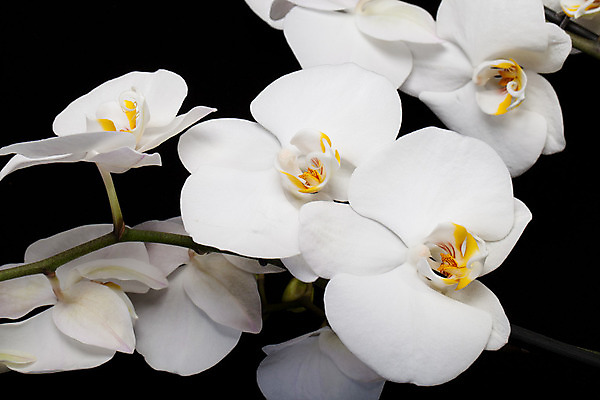 포토 JPG 해외이미지 식물 기념일 꽃잎 꽃 선 줄기 분홍색 꽃다발 결혼 백그라운드 꽃무늬 오렌지 자연 건강 선물 사람없음 노란색 스파 침묵 봄 벚꽃 흰색 신선 개화 난초 우아함 순수 오브젝트 고립 정물화 카피스페이스 해외202004 해외포토 계절 컬러 컨셉 무늬 과일 이벤트 소리 공백 그림 생태계 파일형식 이미지허브