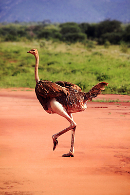 포토 JPG 해외이미지 식물 공원 여행 아프리카 자연 파노라마 풍경 사람없음 황무지 보호 사파리 케냐 타조 내추럴 마사이족 세렝게티 전국 해외202004 해외포토 공공시설 나라 컨셉 조류 촬영기법 생태계 파일형식 이미지허브