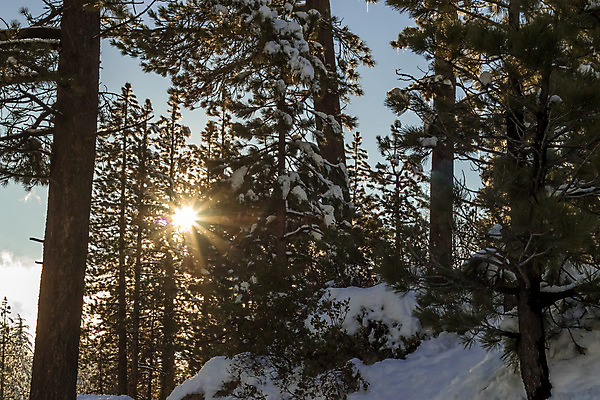 포토 JPG 해외이미지 식물 계절 호수 겨울 자연 휴가 산 건조 풍경 사람없음 야외 세트 글로벌 태양 환경 사막 추위 소나무 변화 숲 캘리포니아 무거움 남쪽 로스앤젤레스 해외202004 해외포토 자연요소 나무 컨셉 미국 무게 방향 생태계 파일형식 이미지허브