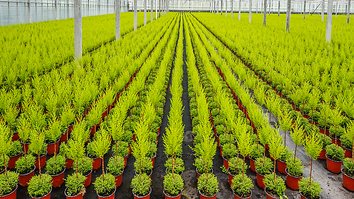 포토 JPG 해외이미지 나무 식물 산업 문화 선 농업 유리 지붕 사람없음 내부 초록색 빛 농작물 농장 정원 놀이방 수확 성장 신선 유기농 원예 침엽수 광합성 바이오 밭일 생태학 온실 직진 철강 많음 세련 해외202004 해외포토 웰빙 교육 컬러 컨셉 재질 취미 파일형식 이미지허브