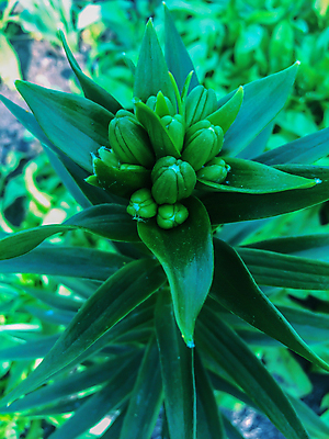 포토 JPG 해외이미지 식물 디자인 계절 꽃잎 꽃 꽃다발 백그라운드 잎 꽃무늬 밭 자연 선물 풍경 사람없음 야외 장식 초록색 여름 컬러풀 노란색 평화 정원 침묵 봄 안개 벚꽃 흰색 신선 개화 백합 관목 원예 조경 화단 내추럴 꽃수술 해외202004 해외포토 나무 컬러 컨셉 무늬 농업 날씨 취미 소리 생태계 파일형식 이미지허브