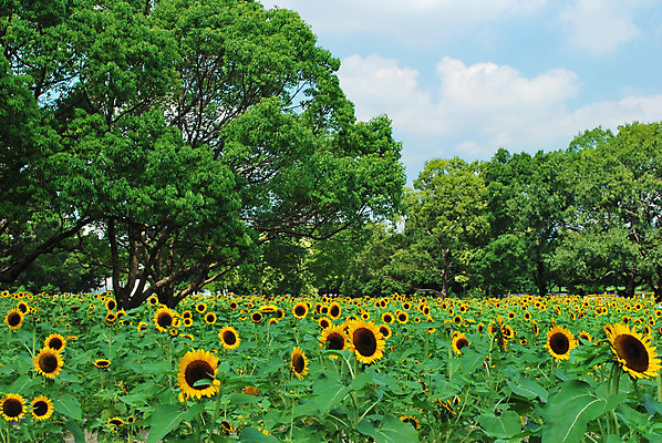 포토 JPG 해외이미지 꽃 백그라운드 사람없음 파란색 큼 해외202004 해외포토 식물 컬러 크기 파일형식 이미지허브