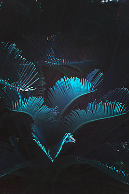 포토 JPG 해외이미지 나무 식물 유럽 낙엽 잎 패턴 자연 추상 손바닥 사람없음 초록색 파란색 빛 환경 맑음 성장 지중해 관목 자연백그라운드 내추럴 몽환 해외202004 해외포토 손 나라 바다 컬러 백그라운드 컨셉 무늬 날씨 생태계 파일형식 이미지허브