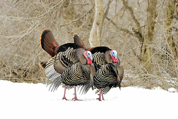 포토 JPG 해외이미지 남자 야생동물 자연 조류 사람없음 야외 봄 전시 숲 11월 추수감사절 칠면조 해외202004 해외포토 동물 계절 기독교 사람 날짜 생태계 파일형식 이미지허브