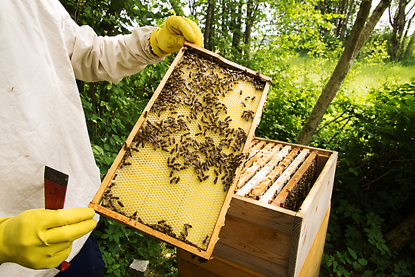 포토 JPG 해외이미지 동물 곤충 자연 사람없음 펼침 벌 젤리 꿀 벌집 밀랍 양봉 왁스 해외202004 해외포토 모션 디저트 생태계 파일형식 이미지허브