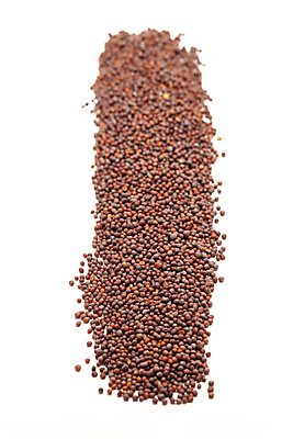 포토 JPG 해외이미지 사람없음 흰색 낟알 향신료 겨자씨 해외202004 해외포토 컬러 씨앗 향미료 파일형식 이미지허브