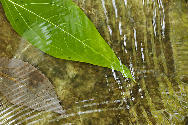 포토 JPG 해외이미지 식물 계절 물결 파도 잎 자연 사람없음 초록색 물 강 반사 노란색 흐름 가을 개울 묘사 해외202004 해외포토 자연요소 바다 컬러 컨셉 생태계 파일형식 이미지허브