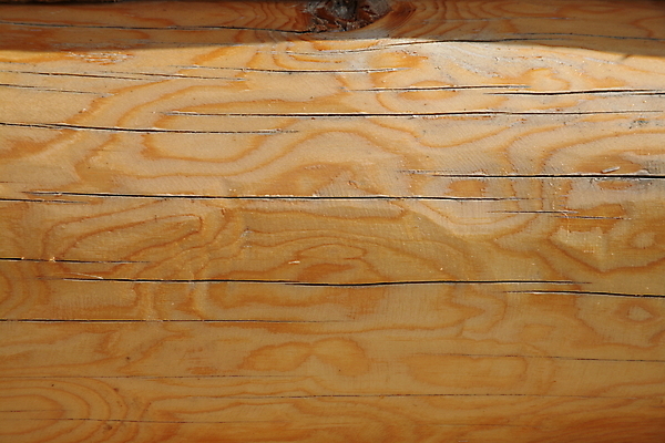 포토 JPG 해외이미지 나무 백그라운드 패턴 자연 사람없음 목재 반지 질감 통나무 해외202004 해외포토 식물 무늬 재료 장신구 생태계 파일형식 이미지허브