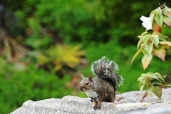 포토 JPG 해외이미지 나무 동물 공원 야생동물 포유류 자연 털 앉기 사람없음 나뭇가지 설치류 숲 모피 꼬리 다람쥐 집게발 해외202004 해외포토 식물 공공시설 모션 생태계 파일형식 이미지허브