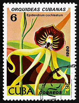 포토 JPG 해외이미지 식물 꽃 종이 자연 기념 취미 사람없음 사무실 검은색 미국 수확 골동품 구멍 난초 편지 수집 복고 쿠바 우표 내추럴 취소 고립 옛날 이슈 중고 편지쓰기 해외202004 해외포토 컬러 북아메리카 농업 비즈니스 기록 중앙아메리카 생태계 파일형식 이미지허브