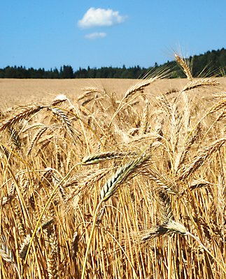 포토 JPG 해외이미지 식물 계절 빵 줄기 밭 농업 자연 하늘 건조 옥수수 씨앗 풍경 사람없음 여름 농작물 농장 노란색 수확 성장 시골 황금 낟알 시리얼 밀 보리 귀 밀짚 숙성 호밀 해외202004 해외포토 산업 음식 컬러 곡류 신체부위 짚 생태계 파일형식 이미지허브
