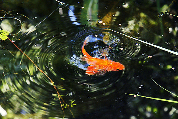 포토 JPG 해외이미지 식물 동물 호수 물결 자연 표면 어류 사람없음 야외 빨간색 초록색 물 강 수영 어둠 거품 나뭇가지 연못 원형 투명 꼬리 금붕어 동물상 해외202004 해외포토 자연요소 도형 나무 컬러 조형물 수중동물 수상스포츠 생태계 파일형식 이미지허브