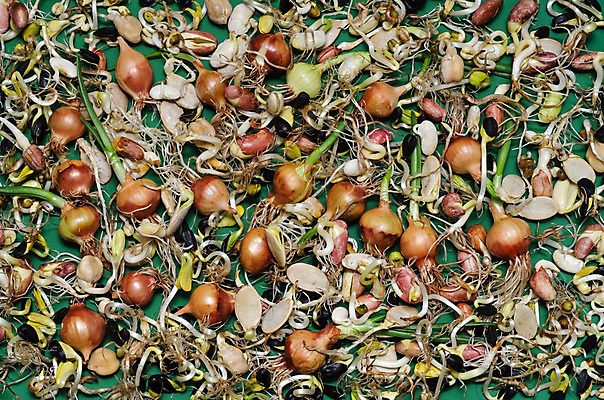 포토 JPG 해외이미지 식물 계절 음식 농업 텍스트 호박 양파 씨앗 사람없음 정원 봄 오브젝트 원예 질감 뿌리 땅콩 녹색배경 꼬투리 생태학 해외202004 해외포토 교육 산업 백그라운드 채소 취미 초록색 견과류 파일형식 이미지허브