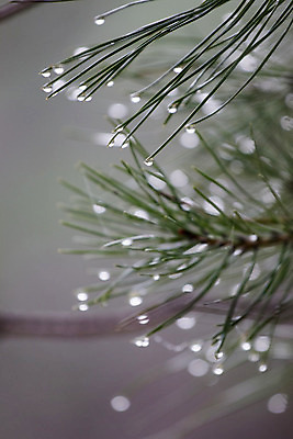 포토 JPG 해외이미지 나무 계절 겨울 자연 날씨 사람없음 초록색 물 젖음 추위 물방울 나뭇가지 신선 소나무 떨어짐 숲 이슬 빗방울 순수 상록수 침엽수 전나무 내추럴 해외202004 해외포토 자연요소 식물 컬러 컨셉 비_날씨 생태계 파일형식 이미지허브