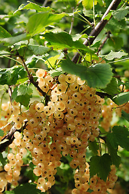 포토 JPG 해외이미지 식물 열매 음식 줄기 백그라운드 잎 과일 자연 디저트 매달리기 건강 사람없음 초록색 농작물 정원 수확 성장 흰색 그룹 달콤 맛 먹기 유기농 원예 건포도 숙성 타르트 해외202004 해외포토 웰빙 빵 컬러 컨셉 농업 모션 포도 취미 생태계 파이_빵 건과일 파일형식 이미지허브