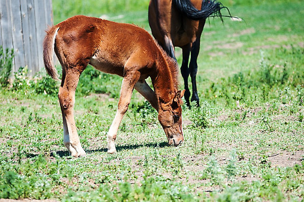 포토 JPG 해외이미지 동물 밭 포유류 자연 사람없음 야외 초록색 여름 울타리 농장 농경지 갈색 가축 목장 시골 승마 승차 꼬리 갈기 망아지 해외202004 해외포토 계절 새끼 스포츠 컬러 농업 모션 담장 말_동물 생태계 파일형식 이미지허브