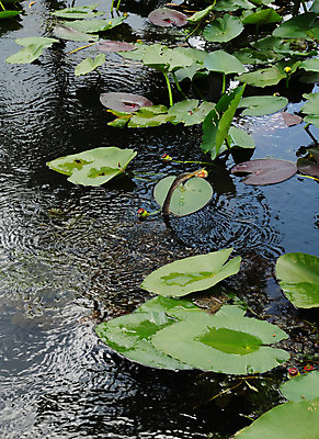 포토 JPG 해외이미지 식물 계절 호수 선 잎 자연 풍경 사람없음 야외 초록색 물 강 평화 환경 침묵 연못 개울 민물 해외202004 해외포토 자연요소 컬러 컨셉 소리 생태계 파일형식 이미지허브