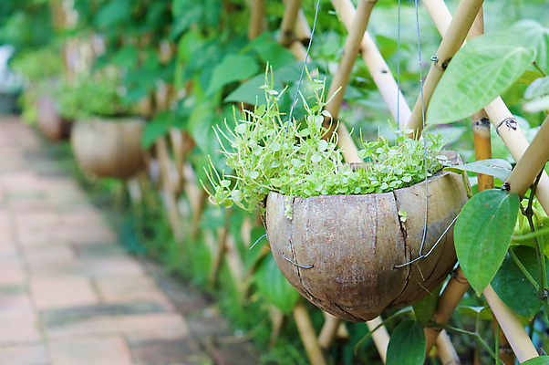 포토 JPG 해외이미지 식물 음식 백그라운드 잎 농업 채소 건축양식 태국 자연 벽돌 매달리기 건강 사람없음 야외 장식 초록색 빛 울타리 약 갈색 정원 봄 샐러드 수확 골동품 신선 약초 허브 대나무 유기농 철사 아이비 내추럴 돌봄 떠남 옛날 채식주의자 카피스페이스 해외202004 해외포토 나무 웰빙 계절 건축 산업 아시아 컬러 의학 모션 담장 공백 풀_식물 생태계 채식 파일형식 이미지허브