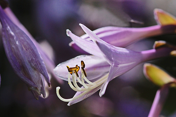 포토 JPG 해외이미지 식물 공원 꽃잎 꽃 잎 꽃무늬 자연 주택 미술 사람없음 초록색 정원 보라색 성장 벚꽃 침대 다발 제비꽃 유기농 원예 스파이크 라벤더 라일락 영원 해외202004 해외포토 웰빙 공공시설 컬러 가구 무늬 문화예술 취미 건물 허브 생태계 파일형식 이미지허브
