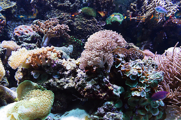 포토 JPG 해외이미지 동물 야생동물 모래 바다 여행 자연 바닥 어류 풍경 취미 사람없음 물 파란색 반려동물 수중 수영 활발 그룹 산호 다이빙 탱크 지느러미 암초 수족관 깊이 소금물 해외202004 해외포토 자연요소 컬러 컨셉 수중동물 수상스포츠 자포동물 생태계 수중스포츠 파일형식 이미지허브