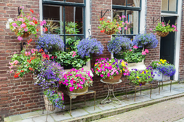 포토 JPG 해외이미지 식물 꽃 벽 분홍색 꽃무늬 창문 탁자 거리 주택 프레임 돌담 매달리기 사람없음 장식 여름 파란색 컬러풀 성장 벚꽃 도자기 그룹 냄비 원예 제라늄 많음 해외202004 해외포토 계절 컬러 가구 컨셉 무늬 모션 취미 건물 담장 돌_바위 솥 파일형식 이미지허브