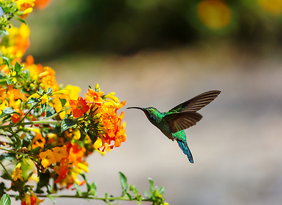 포토 JPG 해외이미지 꽃 야생동물 조류 사람없음 아웃포커스 작음 벌새 해외202004 해외포토 식물 동물 촬영기법 크기 파일형식 이미지허브