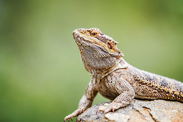 포토 JPG 해외이미지 동물 야생동물 파충류 아프리카 자연 사람없음 용 보호 사파리 도마뱀 남아프리카 해외202004 해외포토 나라 컨셉 생태계 파일형식 이미지허브