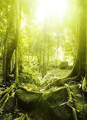 포토 JPG 해외이미지 나무 계절 백그라운드 잎 자연 아침 불꽃 풍경 사람없음 야외 목재 초록색 여름 빛 글로벌 햇빛 태양 환경 봄 안개 광선 바위 시골 숲 열대우림 뿌리 천국 내추럴 환상 해외202004 해외포토 주간 자연요소 식물 컬러 컨셉 재료 불 날씨 돌_바위 생태계 파일형식 이미지허브