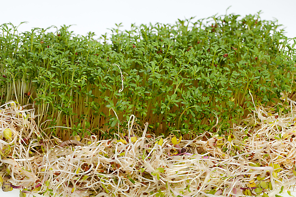 포토 JPG 해외이미지 음식 백그라운드 잎 패턴 농업 다이어트 채소 재료 자연 추상 건조 건강 종류 씨앗 사람없음 초록색 새싹 주방 샐러드 흰색 하트 신선 냄비 낟알 시리얼 먹기 허브 유기농 질감 날것 아로마 뿌리 고립 대두 식욕 채식주의자 칼슘 해외202004 해외포토 모양 식물 웰빙 산업 컬러 무늬 모션 솥 생태계 채식 파일형식 이미지허브